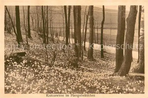 AK / Ansichtskarte Drebach Krokuswiese im Parrgutwaeldchen Drebach