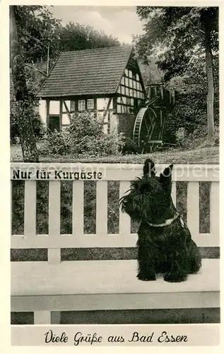 AK / Ansichtskarte Bad_Essen Wassermuehle Hund Bad_Essen