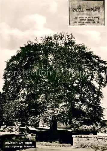 AK / Ansichtskarte Remagen 150jaehrige Blutbuche Klostergarten der Apollinariskirche Remagen