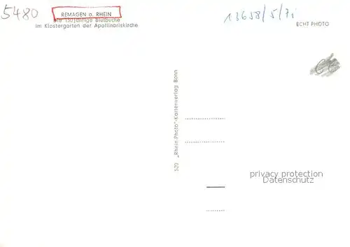 AK / Ansichtskarte Remagen 150jaehrige Blutbuche Klostergarten der Apollinariskirche Remagen