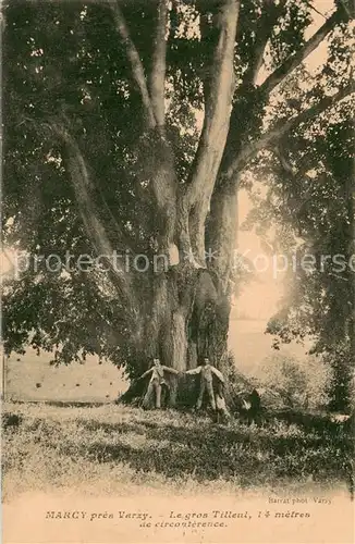 AK / Ansichtskarte Marcy_Clamecy Le gros Tilleul 14 metres de circouterence Marcy_Clamecy