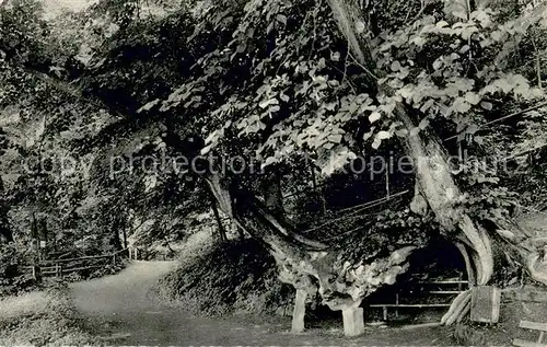 AK / Ansichtskarte Bad_Iburg Baum der Liebe Natur Bad_Iburg