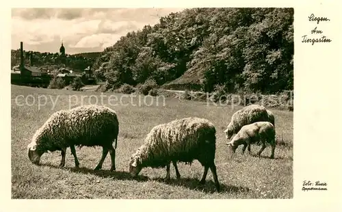 AK / Ansichtskarte Siegen_Westfalen Partie am Tiergarten Schafherde Siegen_Westfalen