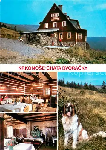 AK / Ansichtskarte Rokytnice_nad_Jizerou Chata Dvoracky Krkonose Bergbaude im Riesengebirge Bernhardiner Hund Rokytnice_nad_Jizerou