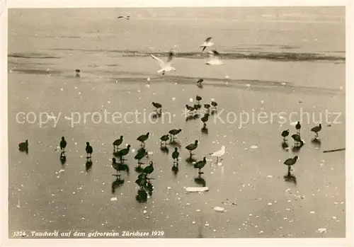 AK / Ansichtskarte Zuerich_ZH Taucherli auf dem gefrorenen Zuerichsee Zuerich_ZH