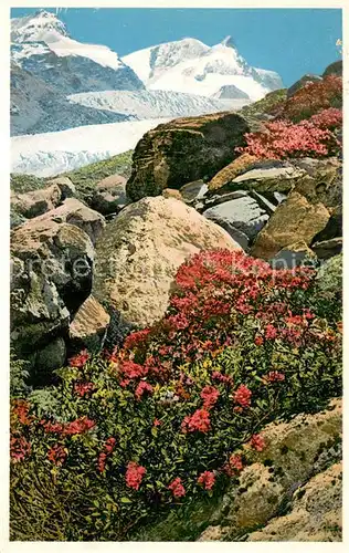 AK / Ansichtskarte Zermatt_VS Rhododendron ferrugineum Alpenrose am Findelen Gletscher Walliser Alpen Photochromie Zermatt_VS