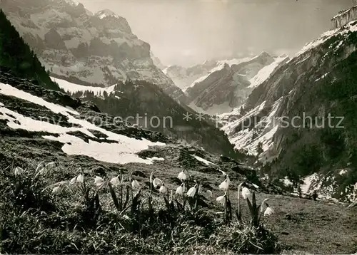 AK / Ansichtskarte Alpstein_GR Fruehlingsboten in den Alpen Blick zum Saentis Appenzeller Alpen 