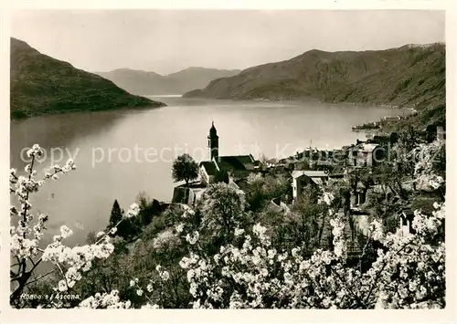 AK / Ansichtskarte Ronco_sopra_Ascona Panorama Lago Maggiore Alpen Baumbluete Ronco_sopra_Ascona