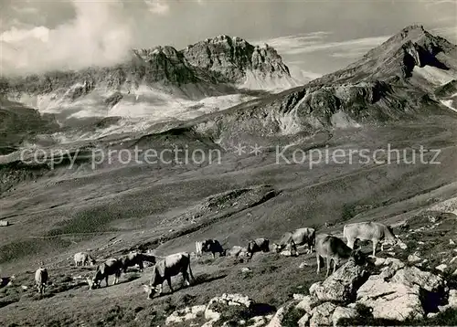 AK / Ansichtskarte Andeer_GR Alp Annarosa mit Grauhoerner Almvieh Kuehe Andeer_GR