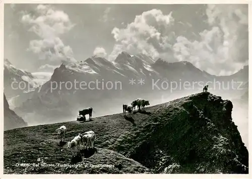 AK / Ansichtskarte Muerren_BE Tschingelgrat und Gspaltenhorn Berner Alpen Almvieh Kuehe Muerren_BE