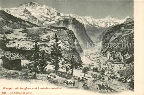 AK / Ansichtskarte Wengen__BE Almvieh Panorama Lauterbrunnenthal Jungfrau Berner Alpen 