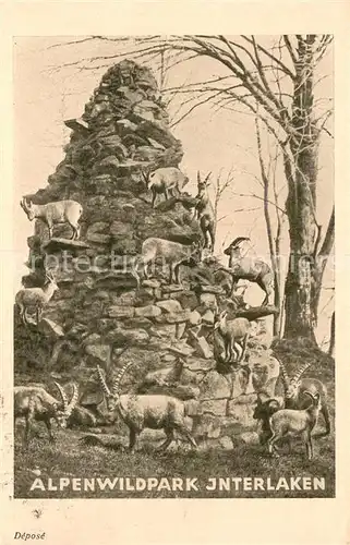 AK / Ansichtskarte Interlaken_BE Alpenwildpark Interlaken_BE