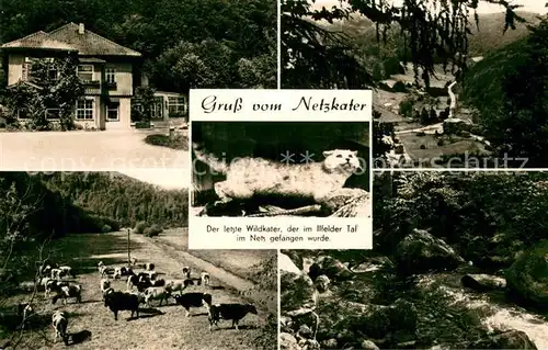 AK / Ansichtskarte Ilfeld_Suedharz Gasthaus Netzkater Rinderherde Panorama Letzter Wildkater Ilfeld Suedharz