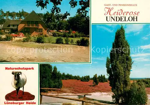 AK / Ansichtskarte Undeloh Gasthaus Pension Heiderose Heidschnucke Heidelandschaft Undeloh