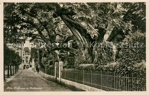 AK / Ansichtskarte Beckenried Alter Nussbaum Beckenried
