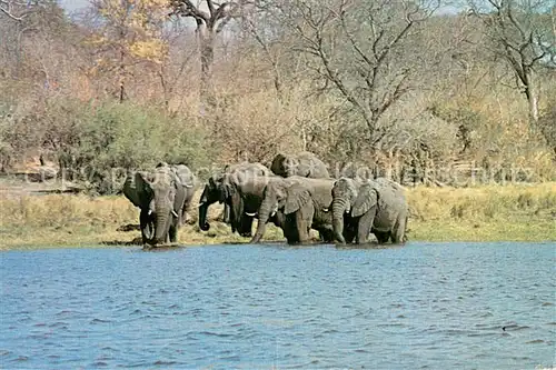 AK / Ansichtskarte Elefant Elephant on Edge of Lake Kariba 