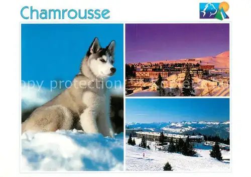 AK / Ansichtskarte Chamrousse Winterpanorama Husky Hund Chamrousse