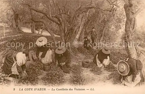 AK / Ansichtskarte Ernte_Landwirtschaft La Cote D azur 