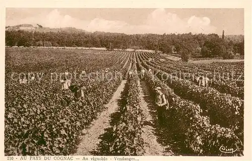 AK / Ansichtskarte Ernte_Landwirtschaft Au Pays Du Cognac 