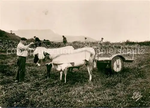AK / Ansichtskarte Landwirtschaft 10209 Pays Basque 