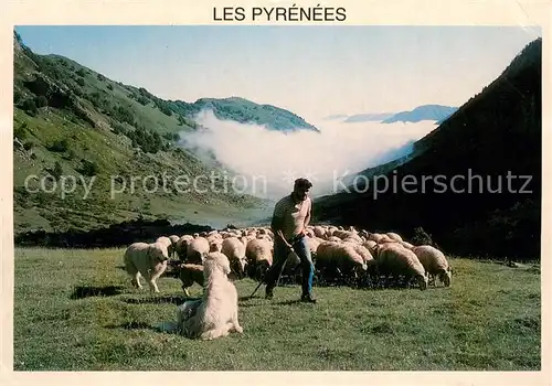 AK / Ansichtskarte Schaeferhunde 2455 Les Pyrenees 