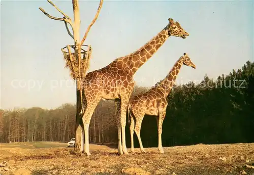 AK / Ansichtskarte Giraffe Chateau de Thoiry 