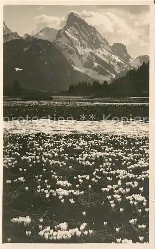 AK / Ansichtskarte Gstaad_BE Krokusfeld Panorama 