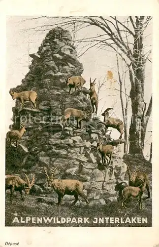 AK / Ansichtskarte Interlaken_BE Alpenwildpark Interlaken_BE