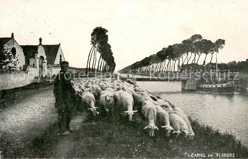 AK / Ansichtskarte Schaeferei_Landwirtschaft West vlaanderen 