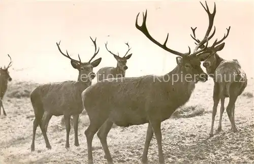 AK / Ansichtskarte Hirsch Wildfuetterung im Wittgensteiner Wald 