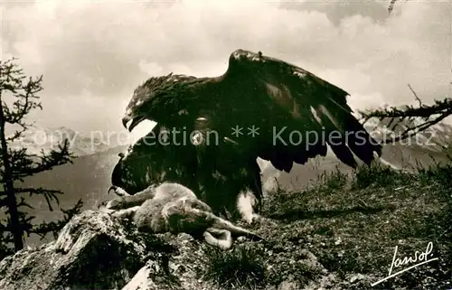 AK / Ansichtskarte Adler Les Animaux de la Montagne 