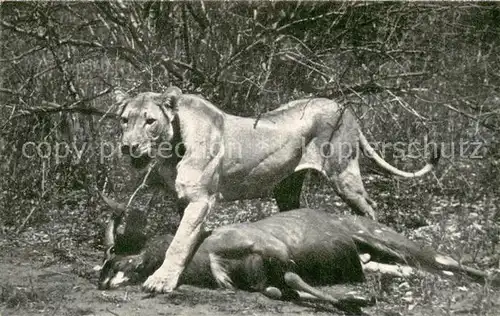 AK / Ansichtskarte Loewe Lion and Inyala 