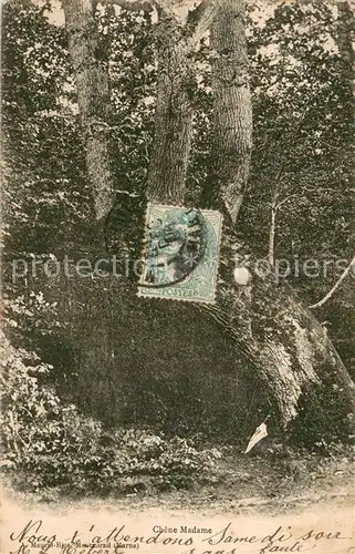 AK / Ansichtskarte Montmirail_Marne Chene Madame Montmirail Marne