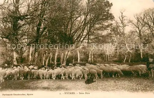 AK / Ansichtskarte Schaeferei_Landwirtschaft HYERES  