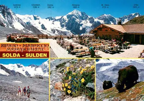 AK / Ansichtskarte Sulden_Solda Madritsch Huette Terrasse Panorama Alpenflora Bueffel 