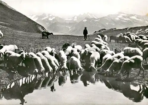 AK / Ansichtskarte Schaeferei_Landwirtschaft Bergseeli 