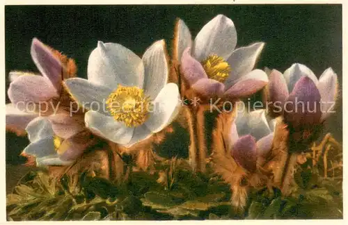 AK / Ansichtskarte Blumen 2281 anemone vernalis L. Fruehlings Anemone 