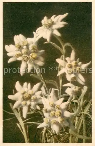 AK / Ansichtskarte Blumen A.1658 Leontopodium alpinum Edelweiss 