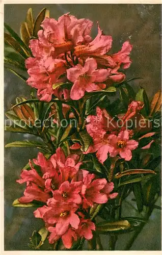 AK / Ansichtskarte Blumen 1617 Rhododendron ferrugineum 