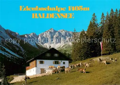 AK / Ansichtskarte Haldensee Edenbachalpe Alpen Almvieh Haldensee