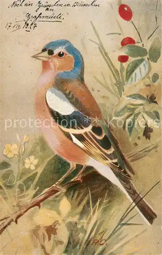 AK / Ansichtskarte Voegel Le Pinson Chaffinch 