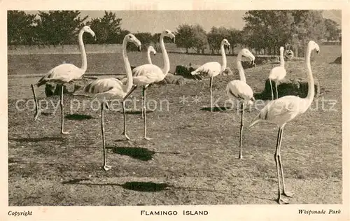 AK / Ansichtskarte Flamingo Flamingo Island Whipsnade Park 