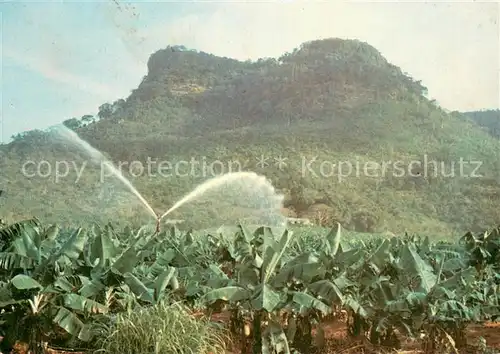 AK / Ansichtskarte Maneah_Guinee_Guinea Arrosage de Bananeraie 