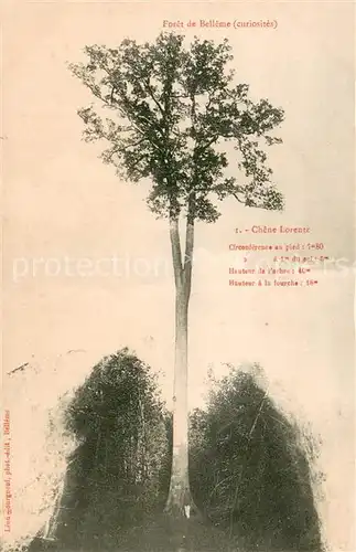 AK / Ansichtskarte Belleme_61 Foret de Belleme  