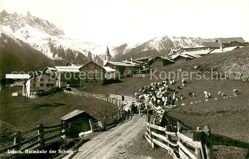 AK / Ansichtskarte Latsch_GR Heimkehr der Schafe Panorama Latsch_GR