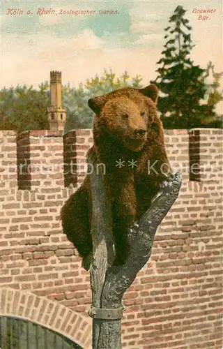 AK / Ansichtskarte Zoo Koeln a. Rhein Brauner Baer 