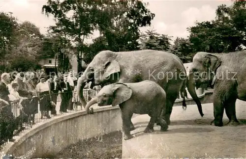 AK / Ansichtskarte Zoo Duisburg Tierpark Elefanten 