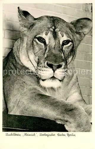 AK / Ansichtskarte Loewe Zoologischer Garten Berlin Zuchtloewin Heinrich 