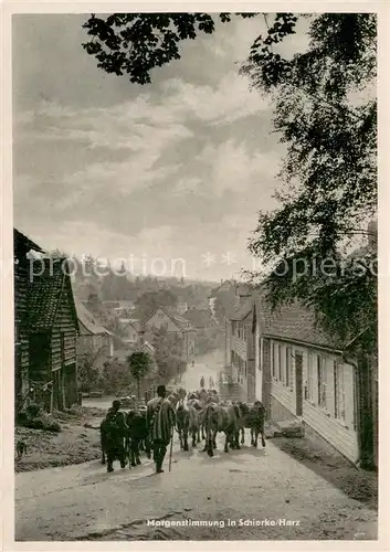 AK / Ansichtskarte Schierke_Harz Viehaustrieb am Morgen Schierke Harz
