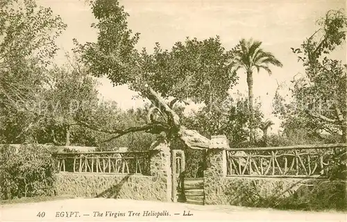 AK / Ansichtskarte Cairo_Egypt The Virgins Tree Heliopolis Cairo Egypt
